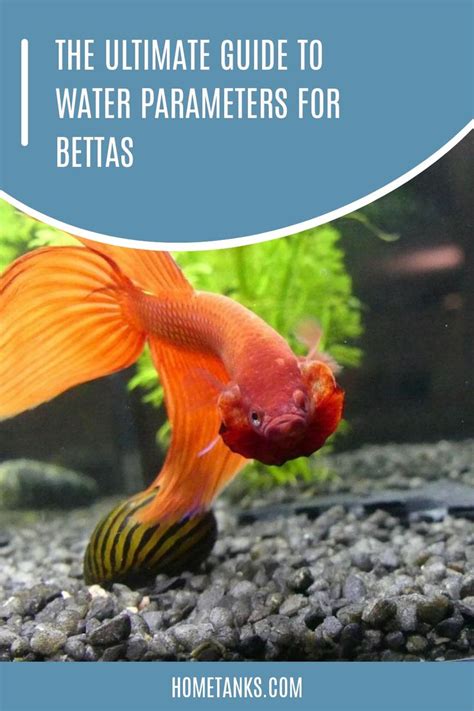 best water parameters for betta.